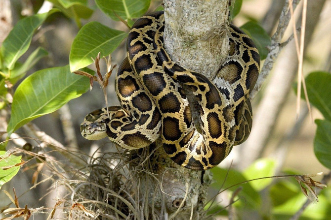 python découvert à hawaii déconcerte les responsables quant à son origine