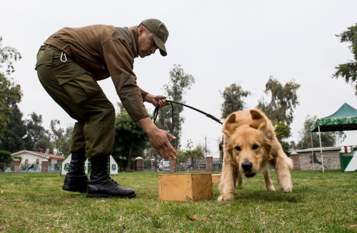 Chien policier