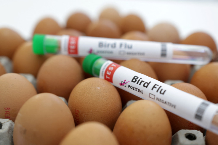 L&#39;illustration montre des tubes à essai étiquetés "grippe aviaire" et des œufs