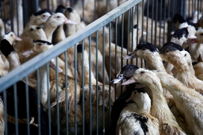 Une ferme avicole à Castelnau-Tursan