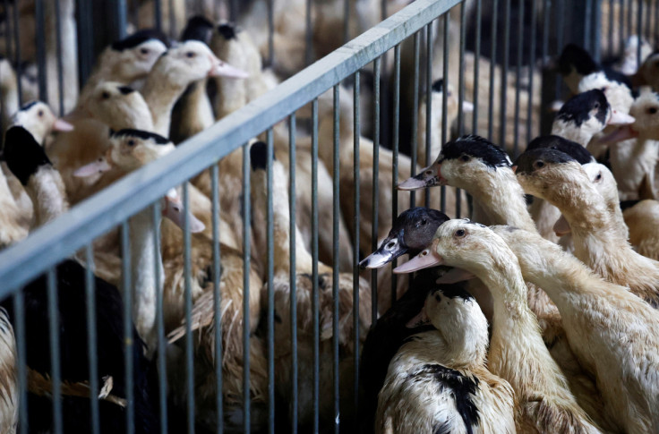 Une ferme avicole à Castelnau-Tursan