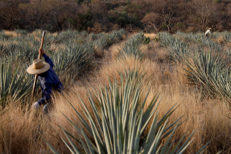 Le boom de la tequila ancré dans les techniques agricoles traditionnelles