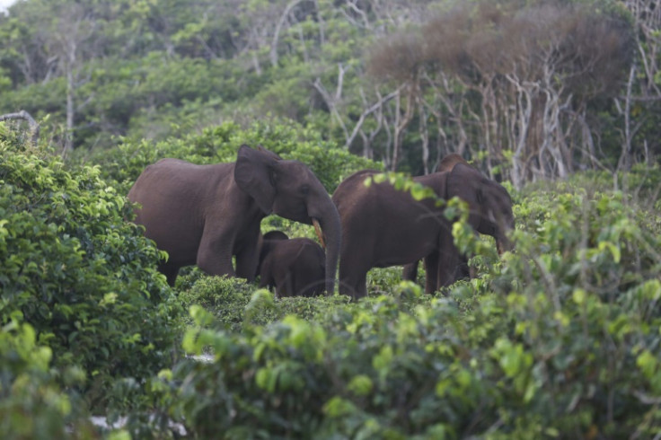 Les forêts d&#39;Afrique centrale abritent une énorme biodiversité, notamment des éléphants et des gorilles