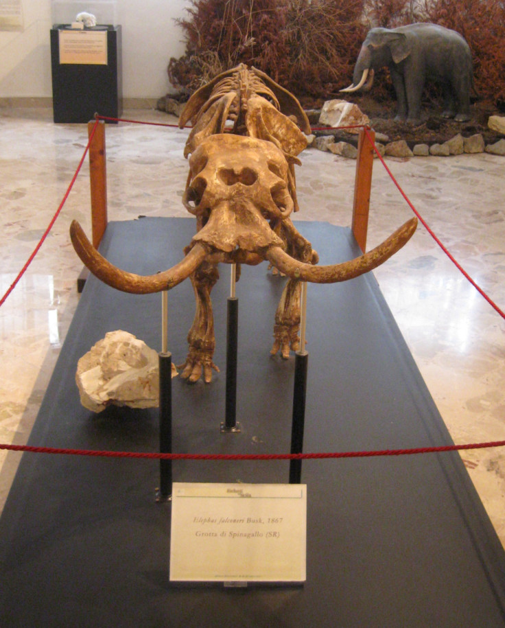 Un squelette monté d&#39;un éléphant nain sicilien éteint vu au Museo Geologico "GG Gemmellaro" à Palerme