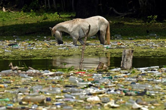 Un cheval boit dans le réservoir rempli de plastique de Cerron Grande au Salvador
