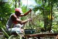 L&#39;agriculteur Jose Santos Diogo récolte les baies d&#39;un palmier acai dans sa plantation à Abaetetuba, dans l&#39;État de Para.