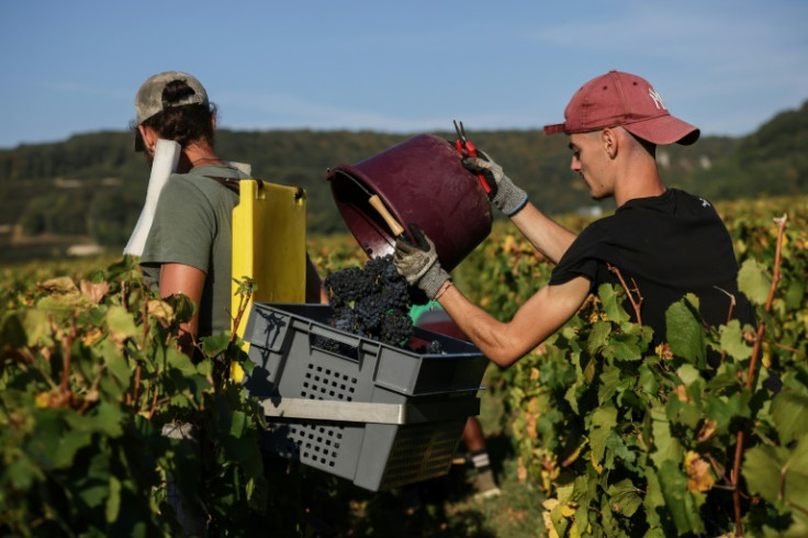 Les vendangeurs récoltent les raisins dans la région viticole de Bourgogne en France
