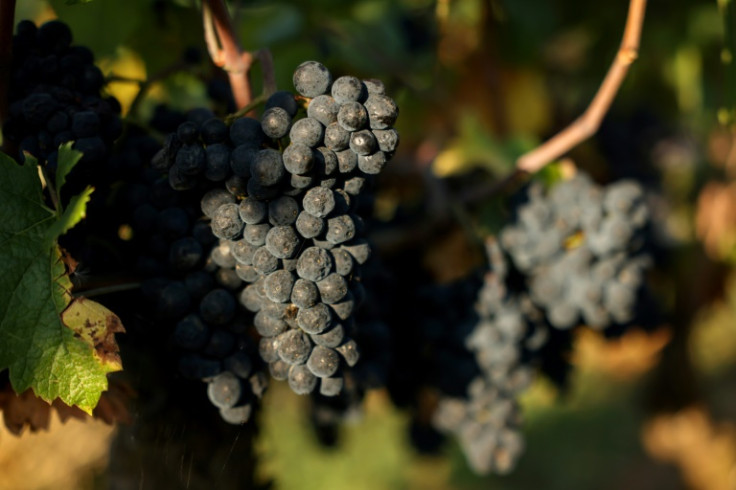Le Pinot noir, les cépages qui font les vins les plus célèbres de Bourgogne