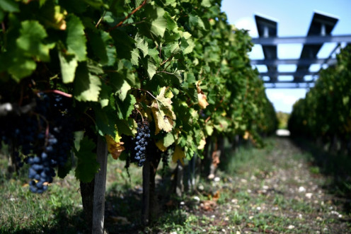 Les chercheurs se sont concentrés sur Bordeaux parce que sa région viticole dépend exclusivement des précipitations pour l&#39;irrigation et en raison des enregistrements à long terme des scores des vins.