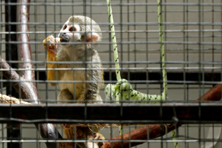 La police équatorienne a saisi 6 817 animaux sauvages détenus illégalement en 2022 et 5 951 en 2021 dans l&#39;un des pays les plus riches en biodiversité au monde.