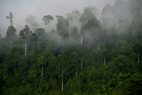 Le monde est loin d’être en mesure de respecter son engagement de mettre un terme à la déforestation d’ici 2030, prévient une nouvelle étude