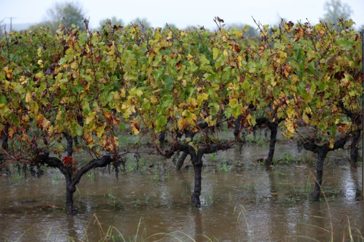 La puissante tempête Ciaran a inondé les vignobles de Bordeaux