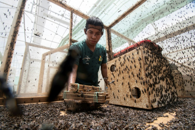 Un travailleur collecte des larves de mouches soldats noires (Hermetia illucens) à l&#39;usine de production de Guapiles, au Costa Rica