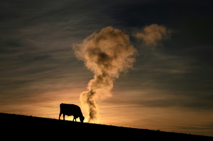 Le méthane, provenant souvent des animaux de ferme, est le deuxième contributeur au changement climatique
